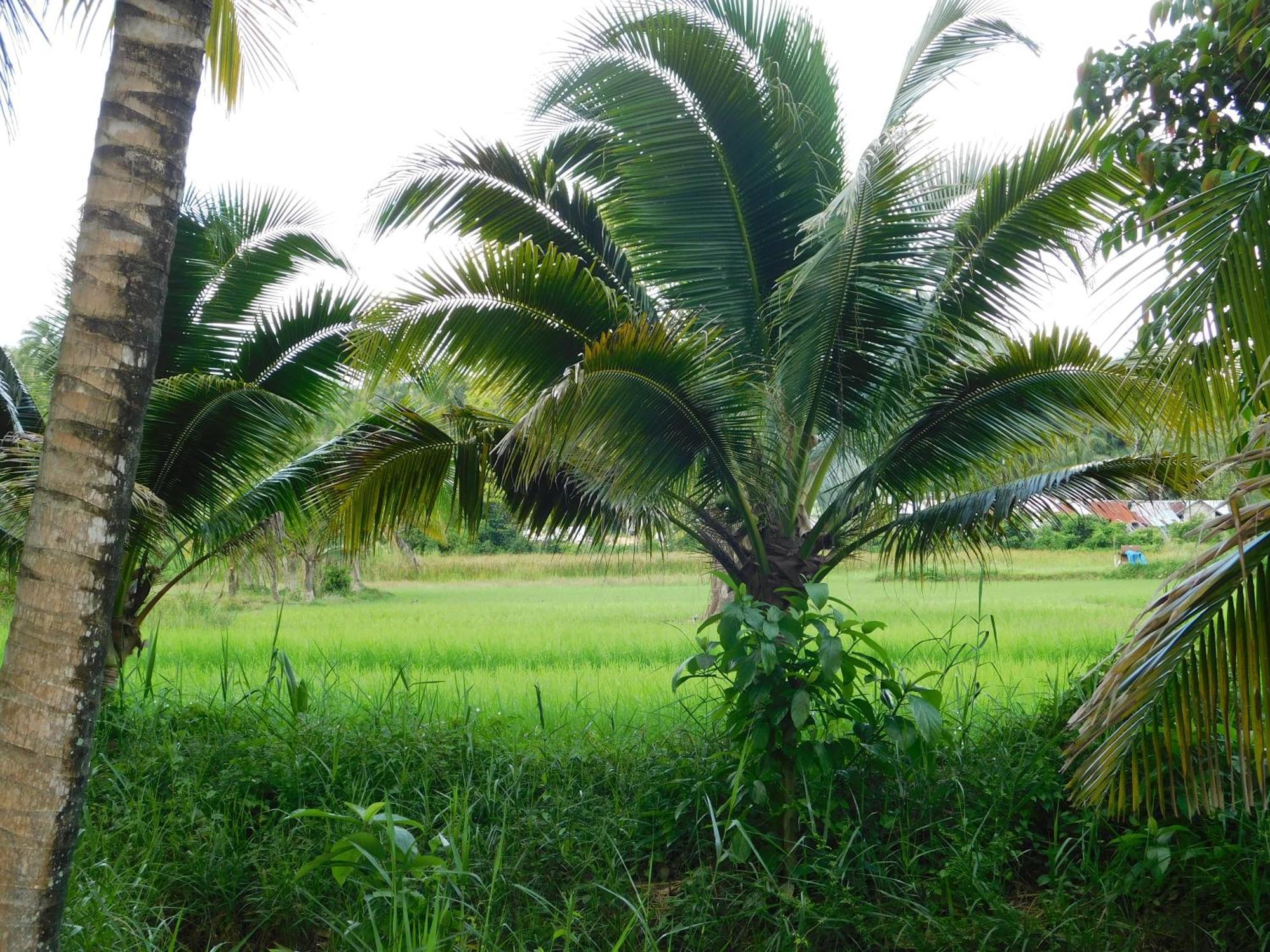 Swiss Bonihouse Koh Yao Yai Otel Ban Pru Nai Dış mekan fotoğraf