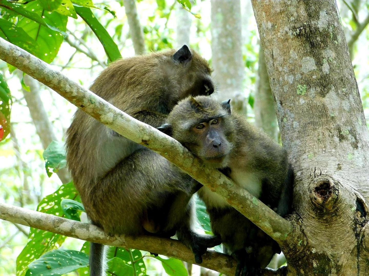 Swiss Bonihouse Koh Yao Yai Otel Ban Pru Nai Dış mekan fotoğraf