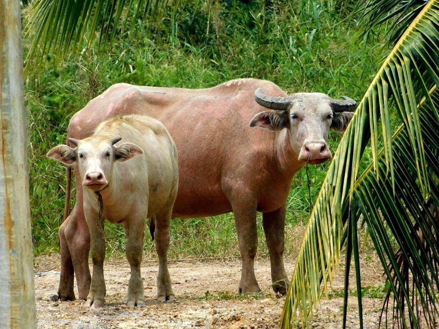 Swiss Bonihouse Koh Yao Yai Otel Ban Pru Nai Dış mekan fotoğraf