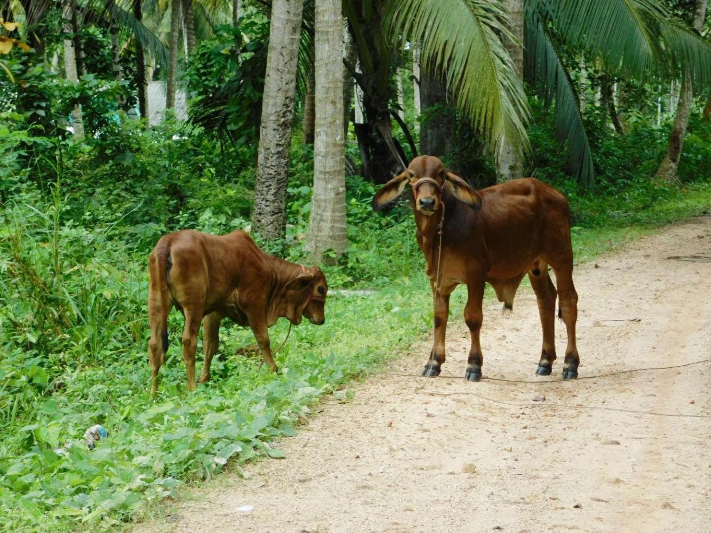 Swiss Bonihouse Koh Yao Yai Otel Ban Pru Nai Dış mekan fotoğraf