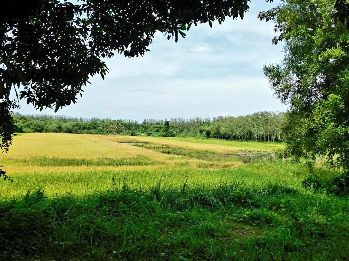 Swiss Bonihouse Koh Yao Yai Otel Ban Pru Nai Dış mekan fotoğraf